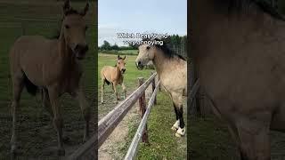 Foal meets horse 