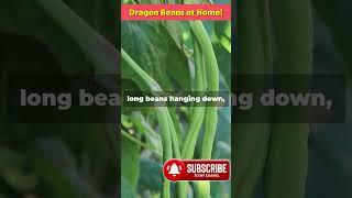 Grow Dragon Beans at Home! Easy & Delicious DIY