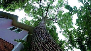 Backyard walnut, tight spot beside the house...