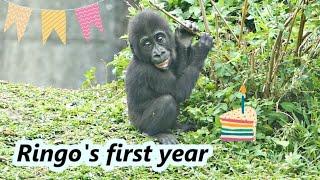 Happy 1st birthday for gorilla Ringo. / 祝福小金剛猩猩Ringo一歲生日快樂