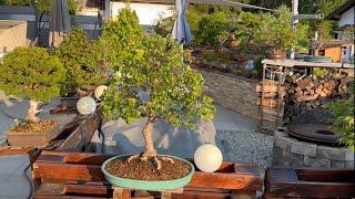 Bonsai Acer buergerianum (part defoliation and pruning)