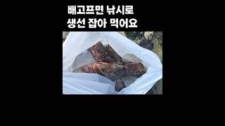 배고프면 낚시로 생선 잡아 먹어요 #긍정에너지 #캠핑카여행 #휴먼스토리