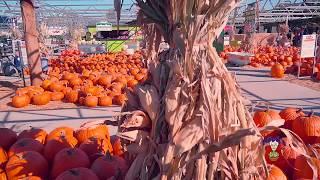 Nicks Fall Festival