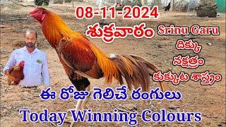 08 November 2024 Today Winning Colours#kukkutasastram  @SrinuGariFarms   @SrinuGaruSGF