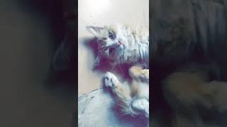 my sweet bela#catlover #catvideos #funnycatvideos #cute