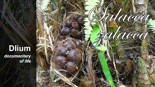 Salak (Salacca zalacca) - part 1