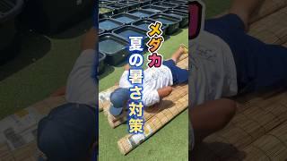 メダカ夏の暑さ対策️#メダカ #めだか #すだれ#暑さ対策