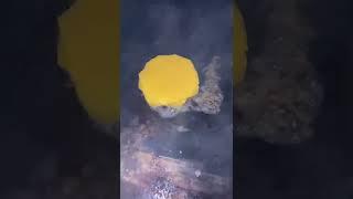  burger steam #shorts #youtube #subscribe #viral #youtuber #satisfying #like #food #trending #chef
