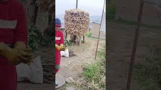 Village Life Nepal #villagelifenepal #nepalirurallife #shortvideo