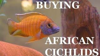 GUIDE TO BUYING AFRICAN CICHLIDS Part 1 Presented by KGTropicals