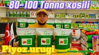 Piyoz urugi Eco seed firmasini 80-100 tonna xosil beradigan Dostafka bor Tel: +99833 301 90 90