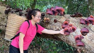 Harvesting MOC NHI mushrooms to preserve over winter and cook