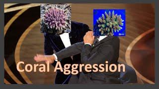 Coral Aggression - And How To Deal With It