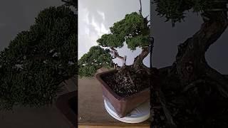 Bonsai Juniperus Chinensis Sargentii 371