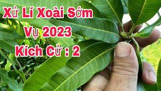 Kích Ra Hoa Cử 2, Xử Lí Xoài Sớm Vụ 2023 | VTK. CHANNEL