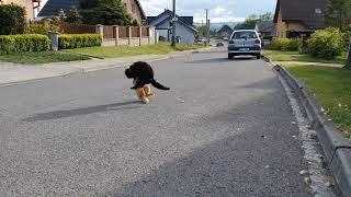 Territory fight between cats - slow motion