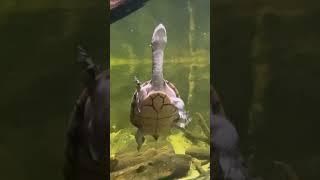 Snake Neck Turtle