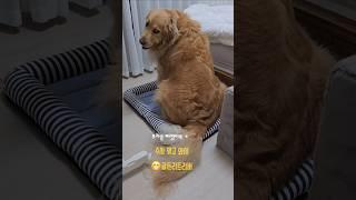 #골든리트리버 #개삐짐 #우리집강아지브라운 #귀여워