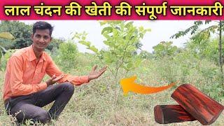 लाल चन्दन की खेती की पूरी जानकारी || lal chandan ki kheti / How to Do Sandalwood farming Red Chandan