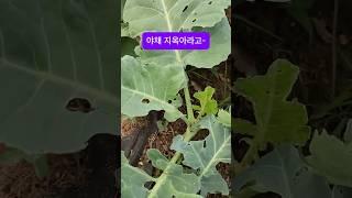 케일 앞집 당첨