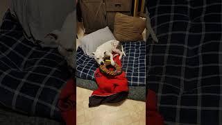 @KtotheA    Winters squeak toy