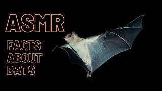 Up close whispered facts about Bats ASMR (female)