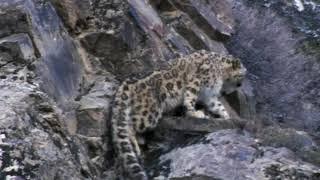 Leopardo das Neves - primeiras imagens da BBC