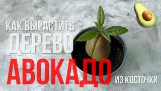 Как вырастить авокадо из косточки | Мастер класс | Два способа