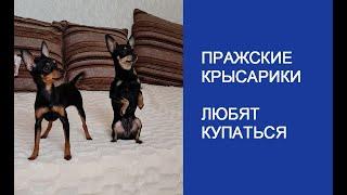 Пражские Крысарики любят купаться, выстраиваются в очередь.