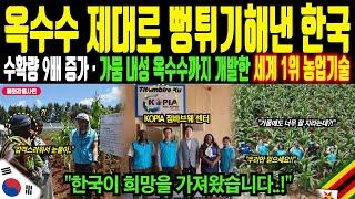 "짐바브웨 옥수수 수확량 9배 증가시키고 식량난 해결한 한국 농업기술" 가뭄 내성 옥수수까지 개발하고 보급하는 세계 1위 농업기술의 위력!ㅣ해외감동사연