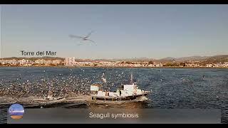 Blix in Europe presents - Seagull symbiosis