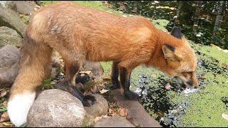 Alice the fox. The fox came to the party.