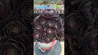 연탄같이 까만 이런아이가 왜케 이쁜겨? 이쁜거 맞죠? 내눈에만 이쁜가?  #박서진가수님 #살림남 #냥이분 #에오니움 #블랙진주 #현역가왕2