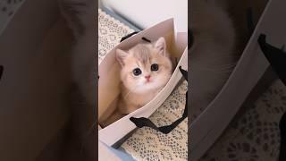 Kitten's First Time Exploring the World #cute  #cat #kitten #meow  #funny