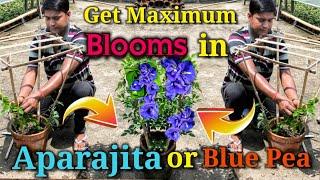 Apply this Trick to get Maximum Blooms in Aparajita or Blue pea or Butterfly pea 