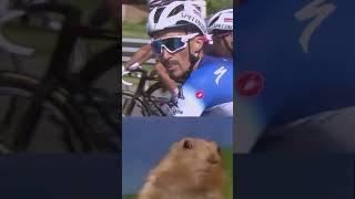 I see no difference between Julian Alaphilippe and the chipmunk  #giroditalia #giroditalia2024