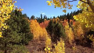 Air - music by J.S. Bach - Elisabeth Kern-Roos violin