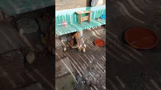 Пройшов всього 1 місяць #catchat #cat #chat