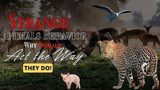 Strange Animal Behaviors: Why do Animals Do the Things They Do? - Just Animals