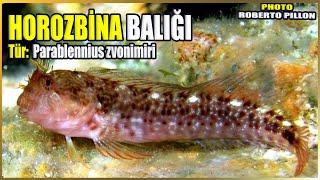 Horozbina Balığı | Parablennius zvonimiri | Akdeniz Balıkları