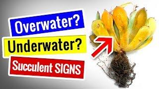SUCCULENTS and CACTUS CARE | Overwater and Underwater SIGNS | How to FIX