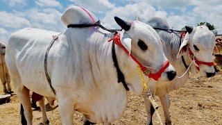 Ongole bulls Market In india-Cattle Market videos-Pebbair bull Market-Pebbair Santha Today-pebbair