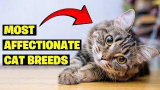 Top 10 Most Affectionate Cat Breeds of 2024