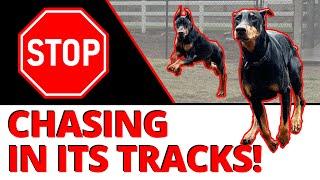 How to Stop a Dog's Dangerous Prey Drive - 2 Step Process for a Better Citizen around Other Dogs