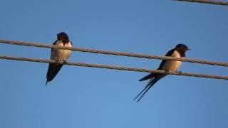 Barn swallows // Hirundo rustica