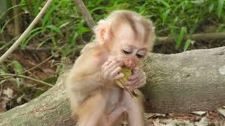 So sweet baby Happy little poor monkey trying to eat a ripe banana