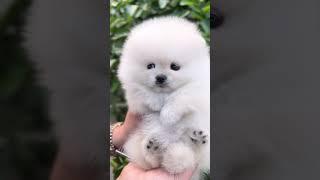 [VELY DOG] Teddy White Pomeranian Female "Boo" #pomeranian #pomeranianpuppy #whitepomeranian