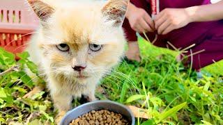 Rescue Tips: Saving an Unconscious Cat, How to Help Safely | LTT Animal - Poor Cats