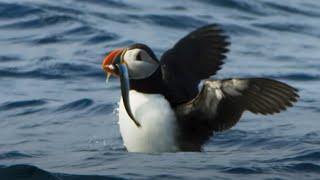 Puffin Hunts Fish To Feed Puffling | Blue Planet II | BBC Earth