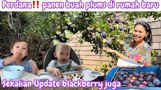 PERDANA‼️ PANEN BUAH PLUMS DI RUMAH BARU || SEKALIAN UPDATE BLACKBERRY JUGA